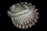 Removable Wide, Enrolled Flexicalymene Trilobite In Shale - Ohio #67982-5